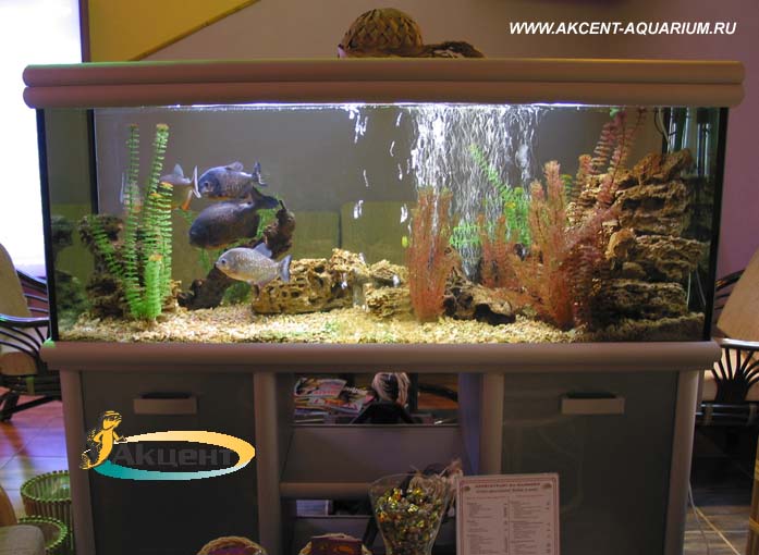 Акцент-аквариум,аквариум 450 литров с пираньями